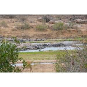 Picture South Africa Kruger National Park Crocodile River 2008-09 21 - Discover Crocodile River