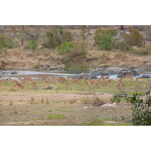 Picture South Africa Kruger National Park Crocodile River 2008-09 5 - Discover Crocodile River