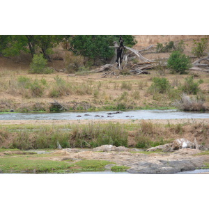 Picture South Africa Kruger National Park Crocodile River 2008-09 74 - Tourist Crocodile River