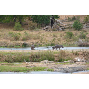 Picture South Africa Kruger National Park Crocodile River 2008-09 61 - Perspective Crocodile River