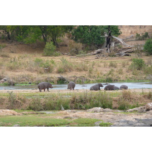 Picture South Africa Kruger National Park Crocodile River 2008-09 64 - Photos Crocodile River