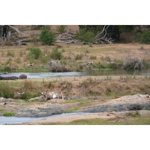 Picture South Africa Kruger National Park Crocodile River 2008-09 26 - Flights Crocodile River