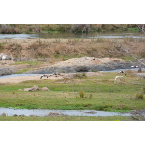 Picture South Africa Kruger National Park Crocodile River 2008-09 19 - Picture Crocodile River