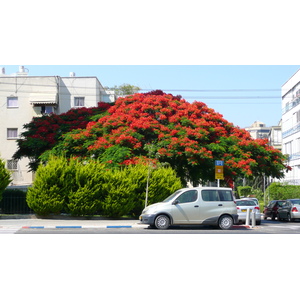 Picture Israel Tel Aviv Jabotinsky Street 2007-06 6 - Picture Jabotinsky Street