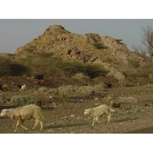 Picture Sultanate of Oman Buraimi to Mahada road 2005-03 30 - Photographers Buraimi to Mahada road