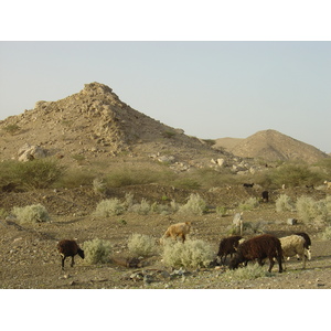 Picture Sultanate of Oman Buraimi to Mahada road 2005-03 11 - Sight Buraimi to Mahada road