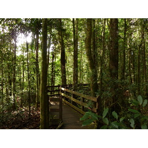 Picture New Caledonia Parc de la Riviere Bleue Le Grand Kaori 2010-05 50 - Picture Le Grand Kaori