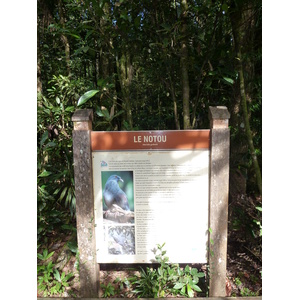 Picture New Caledonia Parc de la Riviere Bleue Le Grand Kaori 2010-05 3 - Photos Le Grand Kaori