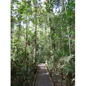 Picture New Caledonia Parc de la Riviere Bleue Le Grand Kaori 2010-05 5 - Photos Le Grand Kaori