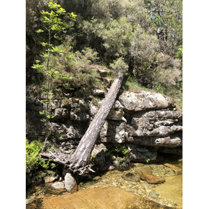 Picture France Corsica Aitone Forest 2021-06 17 - Pictures Aitone Forest