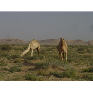 Picture Sultanate of Oman Buraimi to Mahada road 2005-03 17 - Photographers Buraimi to Mahada road