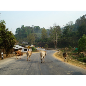 Picture Thailand Chiang Mai to Pai road 2007-02 64 - Photos Chiang Mai to Pai road