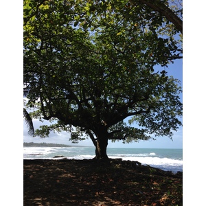 Picture Costa Rica Cahuita 2015-03 270 - Sightseeing Cahuita