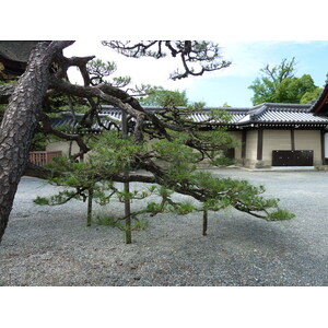 Picture Japan Kyoto Nishi Honganji Temple 2010-06 3 - Perspective Nishi Honganji Temple