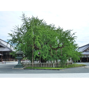 Picture Japan Kyoto Nishi Honganji Temple 2010-06 24 - Photos Nishi Honganji Temple