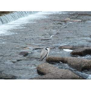 Picture Japan Kyoto Kamo River 2010-06 6 - Photographers Kamo River