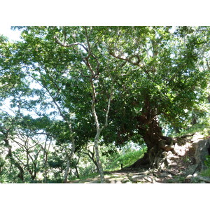 Picture Fiji Tavuni Hill Fort 2010-05 21 - Travel Tavuni Hill Fort