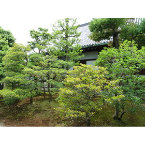 Picture Japan Kyoto Nijo Castle 2010-06 32 - Visit Nijo Castle