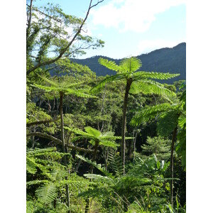 Picture New Caledonia Canala to La Foa road 2010-05 59 - Trips Canala to La Foa road