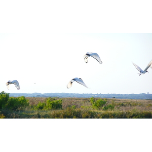 Picture France Guerande Les marais salants 2007-08 8 - Sight Les marais salants