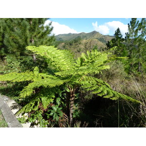 Picture New Caledonia Canala to La Foa road 2010-05 3 - Picture Canala to La Foa road