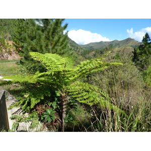 Picture New Caledonia Canala to La Foa road 2010-05 6 - Trail Canala to La Foa road