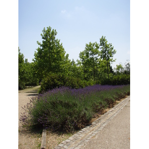 Picture France Villeneuve La Garenne Parc des Chanteraines 2007-07 71 - Tourist Attraction Parc des Chanteraines