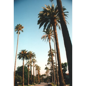 Picture United States Beverly Hill 1992-08 16 - Tourist Beverly Hill