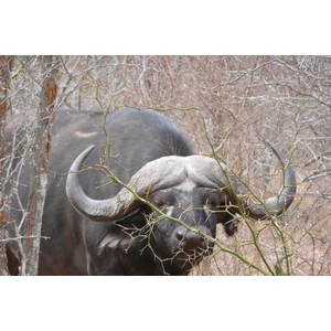 Picture South Africa Kruger National Park Sable River 2008-09 2 - Discover Sable River