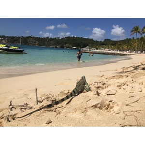 Picture Guadeloupe La Caravelle Beach 2021-02 88 - Flight La Caravelle Beach