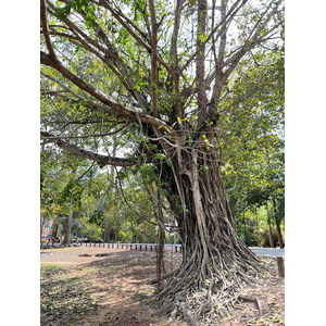 Picture Cambodia Siem Reap Bayon 2023-01 11 - Photographer Bayon