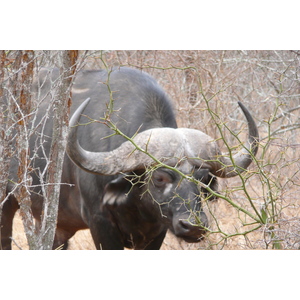 Picture South Africa Kruger National Park Sable River 2008-09 91 - Pictures Sable River