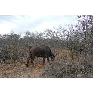 Picture South Africa Kruger National Park Sable River 2008-09 4 - Photo Sable River