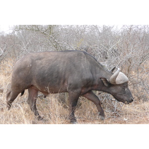 Picture South Africa Kruger National Park Sable River 2008-09 1 - Sight Sable River