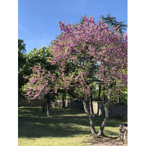 Picture France Rocamadour 2018-04 43 - View Rocamadour