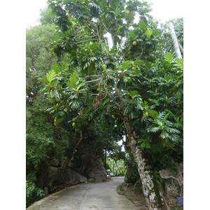 Picture Seychelles La Digue 2011-10 200 - Discover La Digue