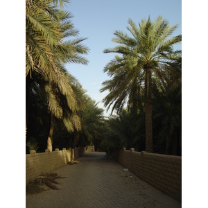 Picture United Arab Emirates Al Ain Al Ain Oasis 2005-03 4 - Perspective Al Ain Oasis