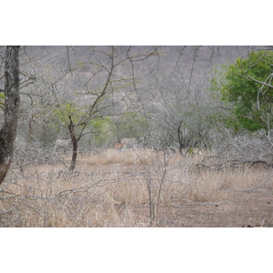 Picture South Africa Kruger National Park Mpondo 2008-09 12 - Randonee Mpondo