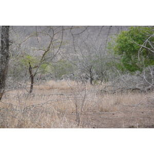 Picture South Africa Kruger National Park Mpondo 2008-09 6 - Road Mpondo