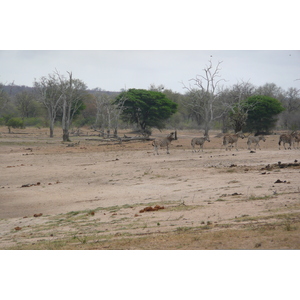 Picture South Africa Kruger National Park Mpondo 2008-09 23 - Photos Mpondo