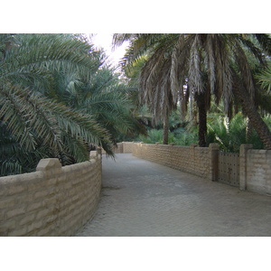 Picture United Arab Emirates Al Ain Al Ain Oasis 2005-03 3 - Photo Al Ain Oasis