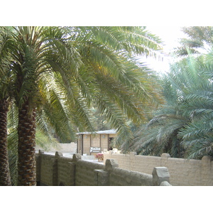 Picture United Arab Emirates Al Ain Al Ain Oasis 2005-03 5 - Visit Al Ain Oasis