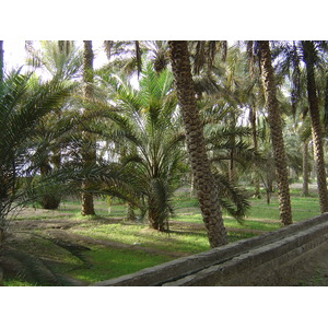 Picture United Arab Emirates Al Ain Al Ain Oasis 2005-03 10 - Perspective Al Ain Oasis