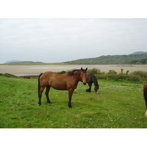 Picture Ireland Kerry Parknasilla 2004-05 15 - Sightseeing Parknasilla