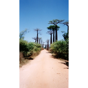 Picture Madagascar Morondava 1999-10 18 - Trail Morondava