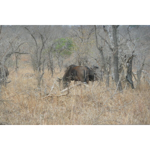 Picture South Africa Kruger National Park 2008-09 89 - Photographers Kruger National Park