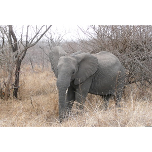 Picture South Africa Kruger National Park 2008-09 58 - Sight Kruger National Park