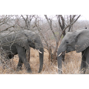 Picture South Africa Kruger National Park 2008-09 160 - Pictures Kruger National Park