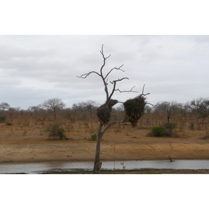 Picture South Africa Kruger National Park 2008-09 127 - Travels Kruger National Park