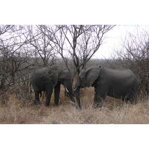 Picture South Africa Kruger National Park 2008-09 171 - Picture Kruger National Park